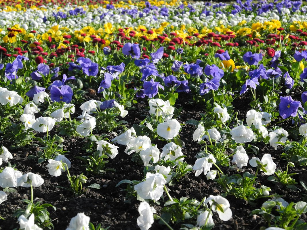 Experte bei der Gartenpflege mit Werkzeugen