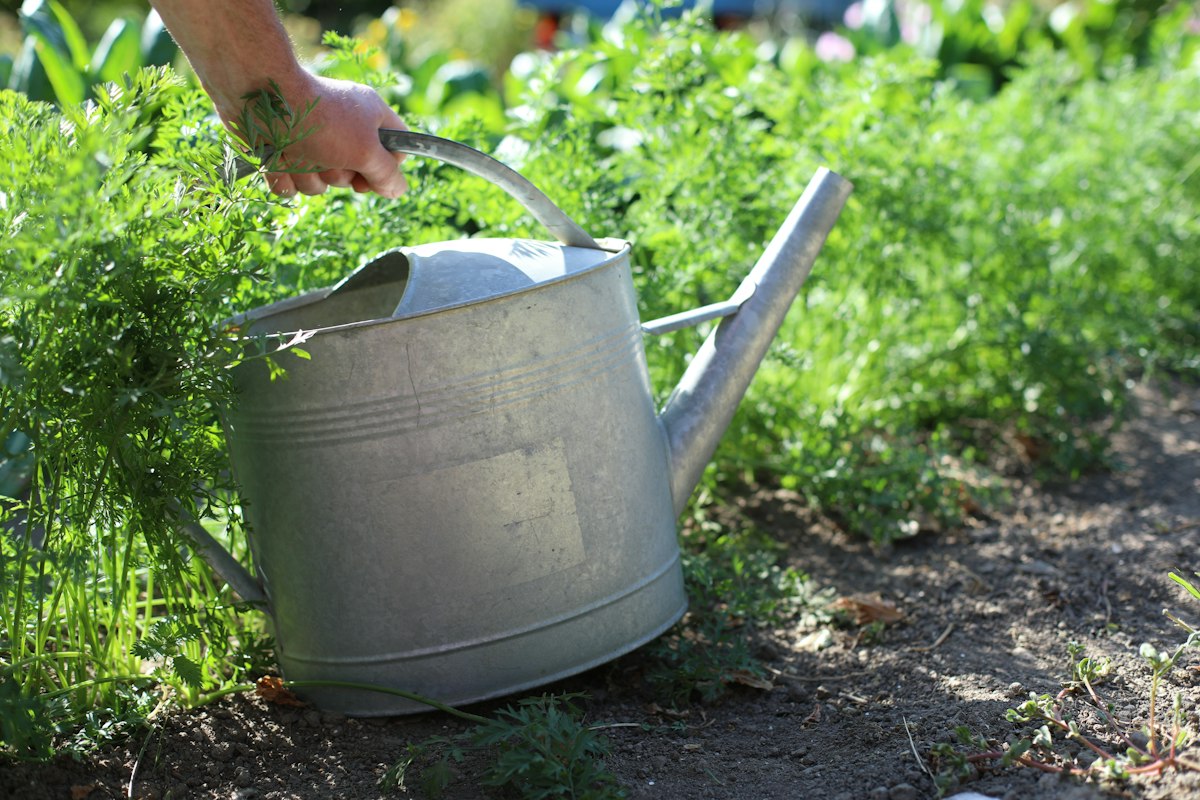 Garten vor Frühjahrspflege – verwildert und ungepflegt