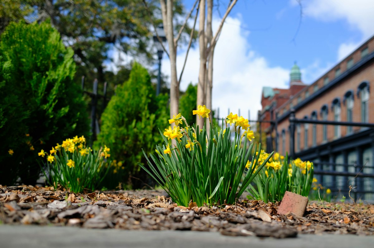 Garten nach Frühjahrspflege – blühend und gepflegt