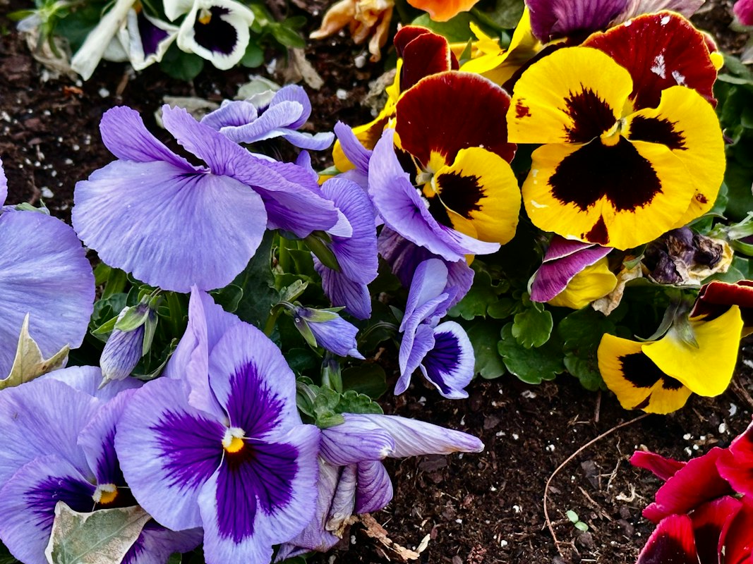 Garten in der Sommerhitze ohne Bewässerung – vertrocknet