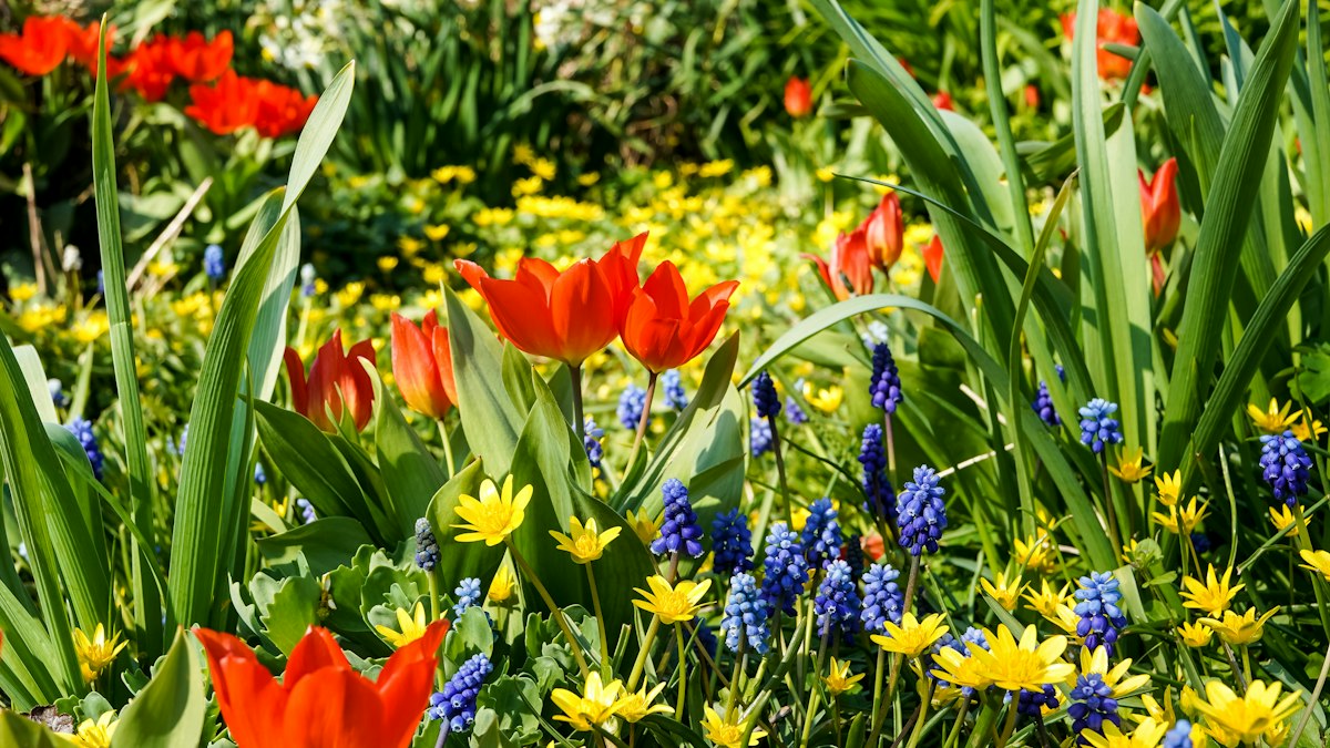 Frühjahrsaussaat und Setzlinge
